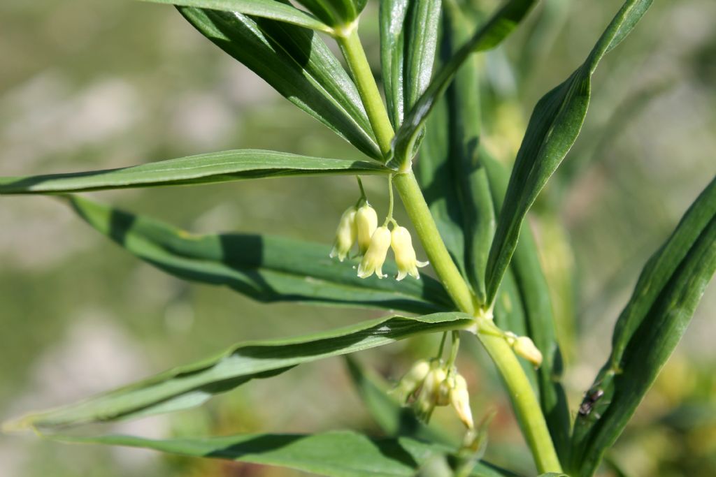 Polygonatum verticillatum / Sigillo di Salomone verticillato